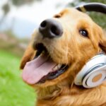 Το τραγούδι που έγινε viral μέσα σε μια μέρα