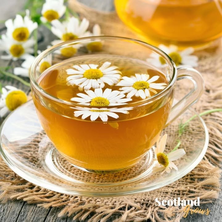 Ροφήματα με αντιοξειδωτικά για καθημερινή ευεξία, εύκολες ιδέες που σε ανανεώνουν